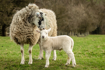 Wall Mural - Swaledale mule ewe, or female sheep kissing her young lamb on the top of his head.  Lambing time in the Yorkshire Dales. Concept:  Mother's love and affection.  Close up.  Horizontal.  Copy space