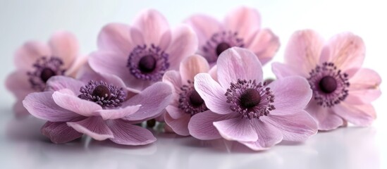 Canvas Print - Anemone flowers are soft pink in summer