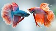 two red and blue siamese fish facing each other with their heads facing each other in front of a gray background.