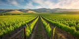Explore the picturesque charm of a vineyard, with rows of grapevines extending across the landscape, creating an idyllic scene of rural serenity.