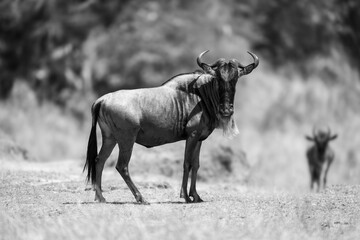 Wall Mural - Mono blue wildebeest stands staring near another