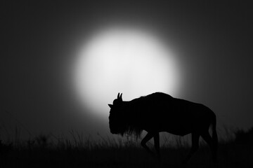 Wall Mural - Mono blue wildebeest walks silhouetted against sun