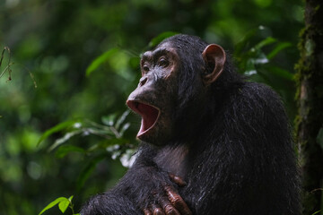 The Chimpanzee