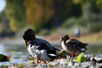 Wall Mural - duck on the lake