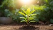 Growing young cloves plant with soil isolated on defocused sunlight and spring green background, Environmental Ecology, AI generated