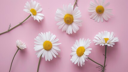 elegant floral arrangement in minimal styled concept featuring white daisy chamomile flowers on pale pink background, ideal for showcasing creative lifestyle in summer and spring with flat lay