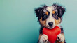 Adorable Australian Shepherd puppy holding a red heart-shaped plush, perfect for Valentine's Day cards or pet product marketing, isolated background,  copy space,