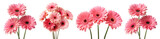 Set of pink gerbera daises, cut out