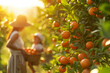 Woman and Baby Farmers Harvesting Fresh Oranges from a Sunlit Tree on a Sunny Day. Oranges Growing in an Orchard, Orange Plantation. Organic Harvesting for Natural Vitamins.
