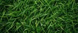 Lush green grass texture background, natural lawn pattern, horizontal.