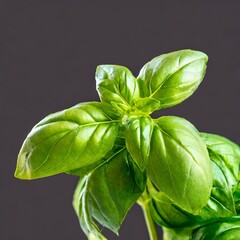 Crisp Refreshment: Selective Focus on Succulent Basil with Copy Space