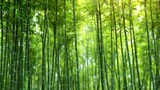 Fototapeta Dziecięca - The Serene Beauty of a Bamboo Forest as a Natural Green Background