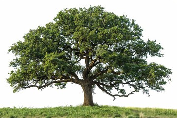 Poster - Against a white background, an oak tree is isolated