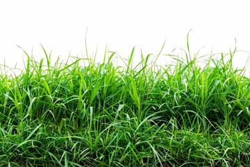 Poster - Isolated from white background with clipping path, a panoramic view of overgrown green grass.