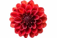 Flower Of A Red Dahlia Isolated On White