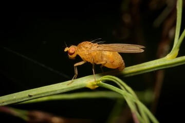 Wall Mural - lesser fruit fly Drosophila melanogaster