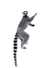 Canvas Print - lemur  isolated on white background