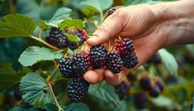 Hand Picking Blackberries Off Of A Blackberry Shrub. Blackberry Picking Season. Person Picking Ripe Blackberries. Blackberry Harvest. Blackberry Fruit