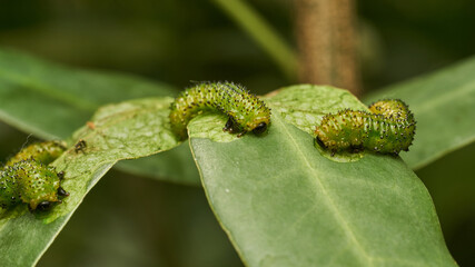 Wall Mural - Details of a green caterpillar on a leaf (Adurgoa gonagra)