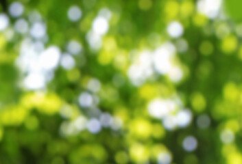 Wall Mural - green blurred sparkling summer forest canopy bokeh background