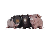 Fototapeta  - Row of three skinnypigs, standing beside each other. All looking towards camera. isolated ocutout on transparent background.