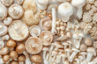 Overhead flat lay view of different varieties of mushroom and fungi