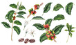 Watercolor coffee plant set, leaves, flowers and beans, berries, hand drawn illustrations