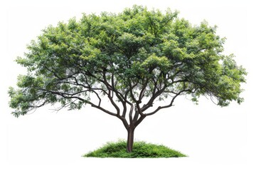 Poster - An ornamental tree with a fresh green leaf isolated on a white background