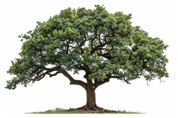Poster - A white background shows an isolated oak tree