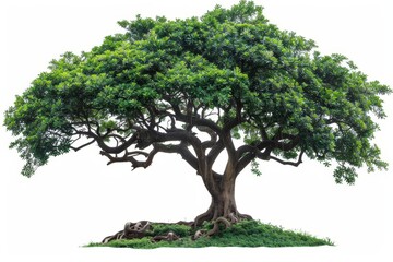 Poster - White background with an isolated tree