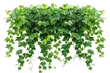 Poster - A climbing vine ivy plant, Bush grape or Cayratia trifolia (Linn.) Domin., isolated on white background. Hanging bush of jungle vines.