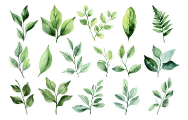 Wall Mural - set of green watercolor floral leaves