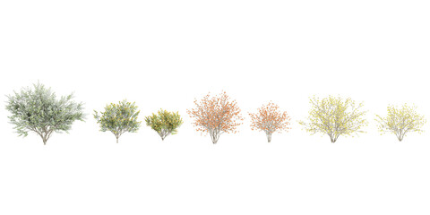Poster - set of Hybrid witch hazel  trees on transparent background, 3D rendering