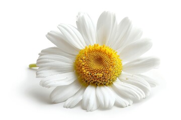 Poster - On a white background, a chamomile flower is isolated