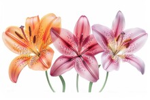 A Pink And Orange Lily Pattern On A White Background
