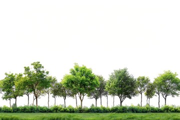 Poster - Forest and foliage in summer. Row of trees and shrubs isolated on white background. Green trees and shrubs isolated on white background.