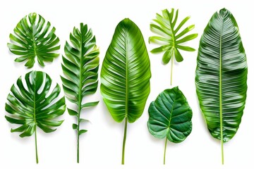 Poster - On a white background, tropical leaves appear different