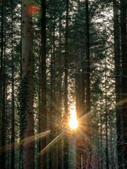 Poster - Sonne im Wald