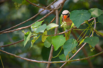 Wall Mural - Red-breasted parakeet (Psittacula alexandri) in rain forest