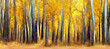 Abstract beauty of Autumn season woods with tall birch tree trunks in a pattern, warm sunlight illuminates the rustic orange and yellow leaves 