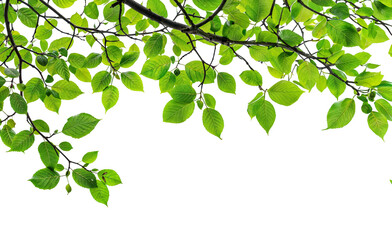 Wall Mural - tree branches PNG trensparent background