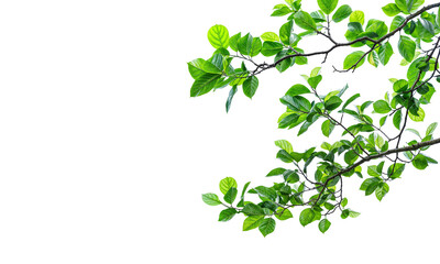 Wall Mural - tree branches PNG trensparent background