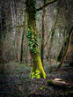 Standing Alone - solitary tree in woodland