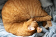 © Vera Aksionava - Ginger cat curled up in a ball and sleeps