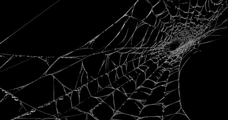 Spider's web realistic use black background