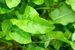 Green sorrel leaves in ground on bush nature background.