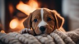 Fototapeta Psy - beagle puppy in a box A content Bordeaux puppy with a bright smile, lying on a cozy blanket in front of a crackling fireplace 