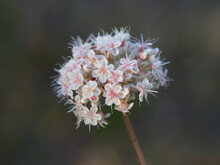California Buckwheat Wildflower