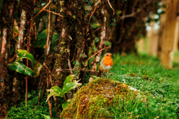 Landscapes at Azores islands, hiking at Santa Maria, Portugal, travel in Europe.