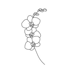Wall Mural - vector isolated one single orchid branch with flowers and buds colorless black and white contour lin
